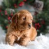 Image of Heidi, a Golden Retriever puppy