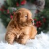 Image of Heidi, a Golden Retriever puppy