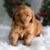 Image of Heidi, a Golden Retriever puppy