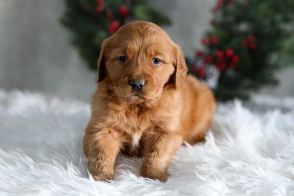 Image of Heidi, a Golden Retriever puppy