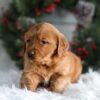 Image of Heidi, a Golden Retriever puppy