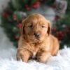 Image of Heidi, a Golden Retriever puppy