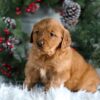 Image of Heidi, a Golden Retriever puppy