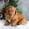 Image of Heidi, a Golden Retriever puppy