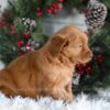 Image of Heidi, a Golden Retriever puppy