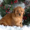 Image of Heidi, a Golden Retriever puppy