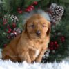 Image of Heidi, a Golden Retriever puppy