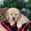 Image of Holly, a Golden Retriever puppy