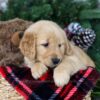 Image of Holly, a Golden Retriever puppy