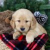 Image of Holly, a Golden Retriever puppy