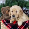 Image of Holly, a Golden Retriever puppy