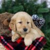 Image of Holly, a Golden Retriever puppy