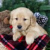 Image of Holly, a Golden Retriever puppy