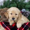 Image of Holly, a Golden Retriever puppy