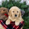 Image of Holly, a Golden Retriever puppy