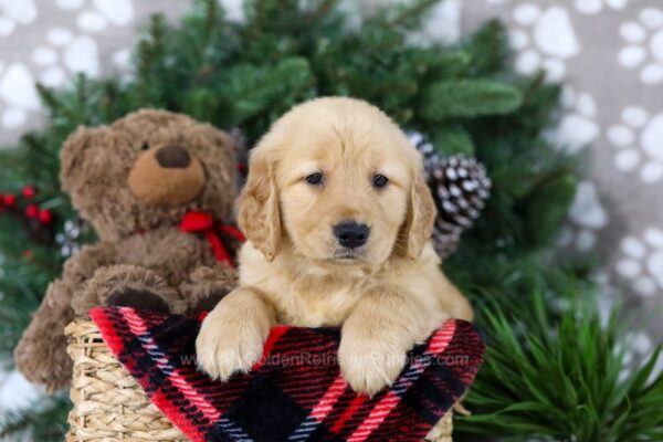 Image of Holly, a Golden Retriever puppy