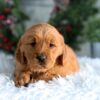 Image of Horace, a Golden Retriever puppy