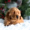 Image of Horace, a Golden Retriever puppy