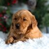 Image of Horace, a Golden Retriever puppy