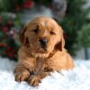 Image of Horace, a Golden Retriever puppy