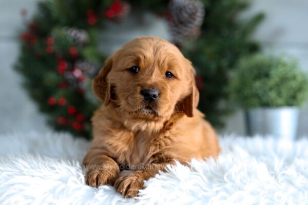 Image of Horace, a Golden Retriever puppy