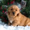 Image of Horace, a Golden Retriever puppy