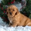 Image of Horace, a Golden Retriever puppy