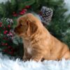 Image of Horace, a Golden Retriever puppy