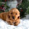 Image of Horace, a Golden Retriever puppy