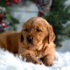 Image of Horace, a Golden Retriever puppy