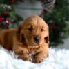 Image of Horace, a Golden Retriever puppy