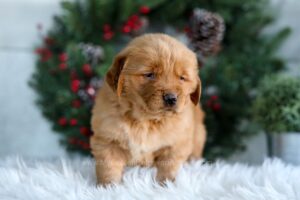 Image of Hugo, a Golden Retriever puppy