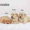 Image of Nala (right), a Golden Retriever puppy