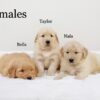 Image of Nala (right), a Golden Retriever puppy