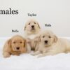 Image of Nala (right), a Golden Retriever puppy