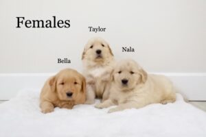 Image of Bella (left), a Golden Retriever puppy