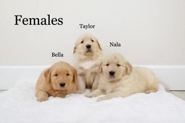 Image of Nala (right), a Golden Retriever puppy