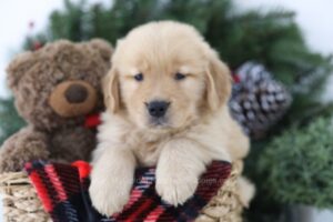 Image of Mallory, a Golden Retriever puppy