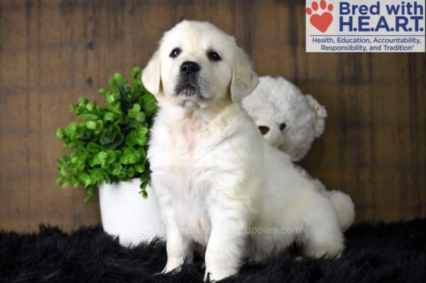 Image of Mia, a Golden Retriever puppy