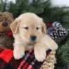 Image of Mimi, a Golden Retriever puppy