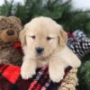 Image of Mimi, a Golden Retriever puppy