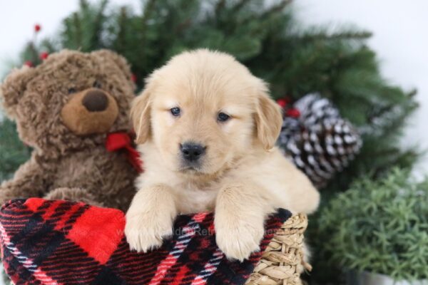 Image of Mimi, a Golden Retriever puppy