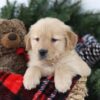 Image of Mimi, a Golden Retriever puppy