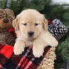 Image of Mimi, a Golden Retriever puppy