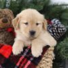 Image of Mimi, a Golden Retriever puppy