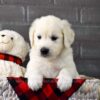 Image of Mr. Snuggles, a Golden Retriever puppy