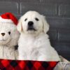 Image of Mr. Snuggles, a Golden Retriever puppy