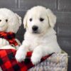 Image of Mr. Snuggles, a Golden Retriever puppy