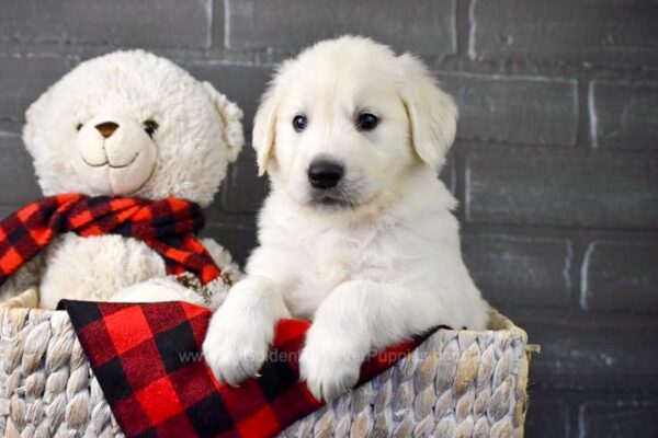 Image of Mr. Snuggles, a Golden Retriever puppy