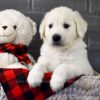 Image of Mr. Snuggles, a Golden Retriever puppy